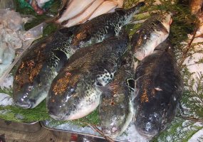 Kugelfische auf einem Fischmarkt in Tokyo