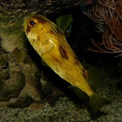 Der Igelfisch Diodon holocanthus
