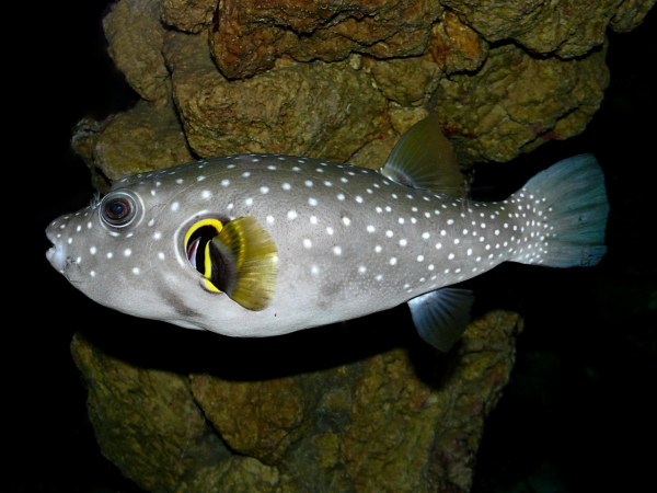 Arothron hispidus - P1000345