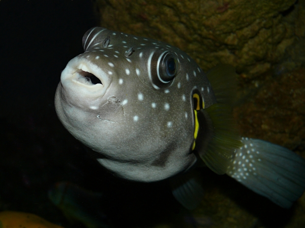 Arothron hispidus - P1000346