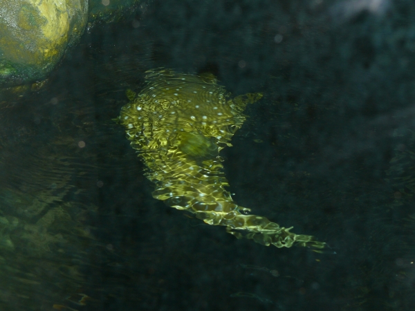 Arothron hispidus - P1000914