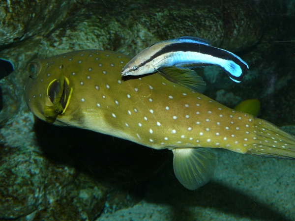 Arothron hispidus - P1010482
