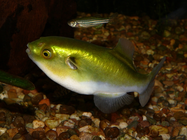 Auriglobus sp. - P1010579