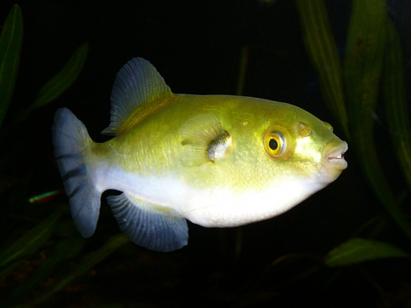 Auriglobus sp. - P1010586