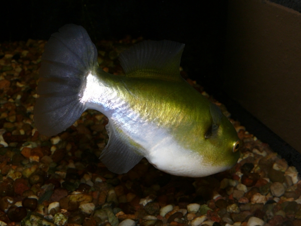 Auriglobus sp. - P1010609