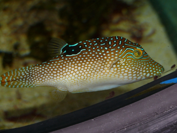 Canthigaster solandri - P1000353