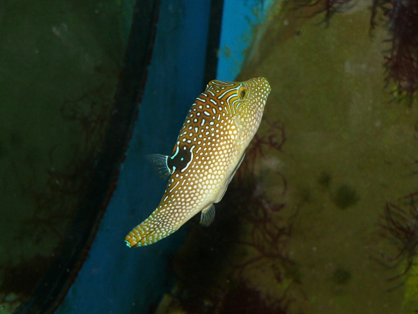 Canthigaster solandri - P1000411