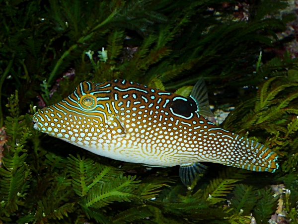 Canthigaster solandri - P1040082