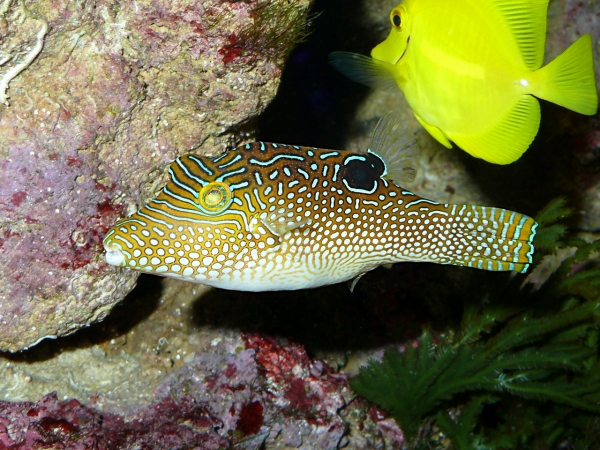 Canthigaster solandri - P1040086