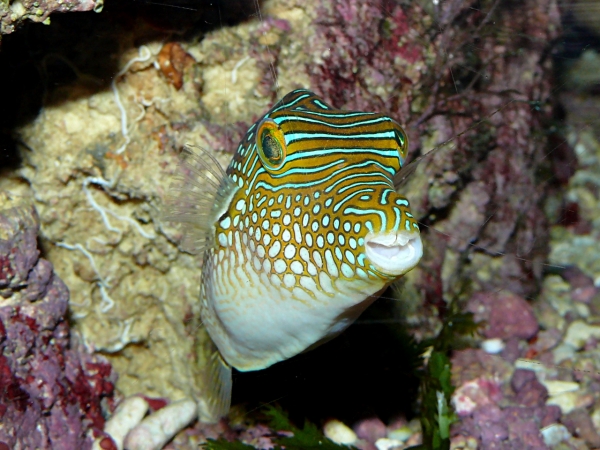 Canthigaster solandri - P1040088