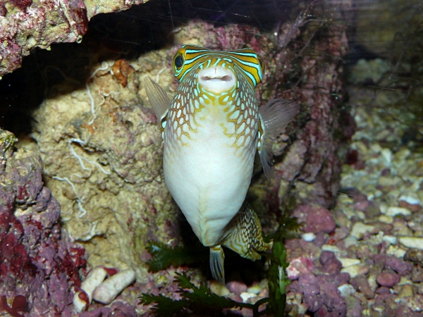 Canthigaster solandri - P1040089