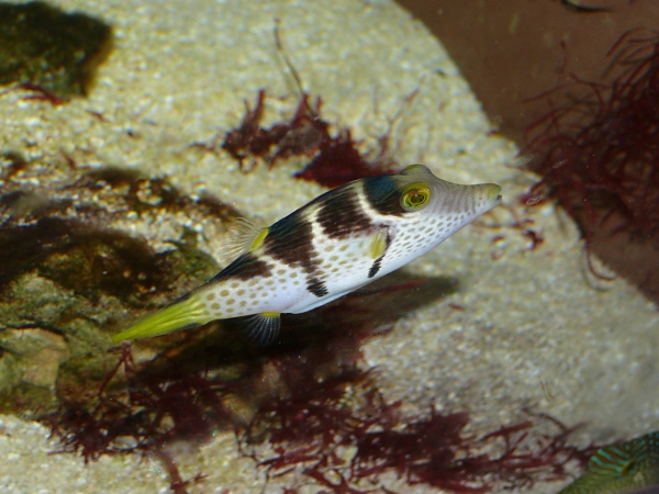 Canthigaster valentini - P1000344