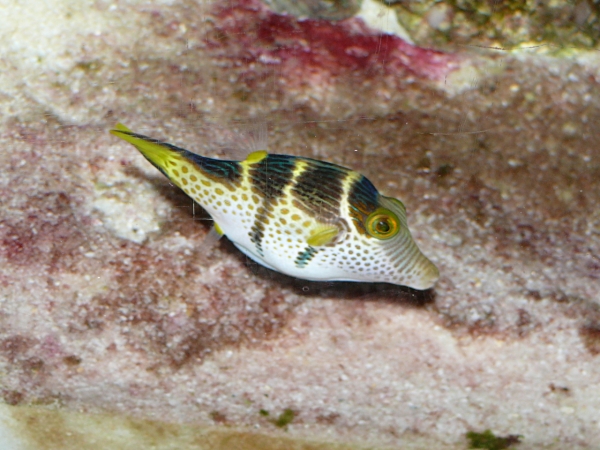 Canthigaster valentini - P1000358