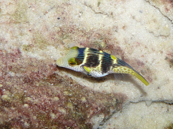 Canthigaster valentini - P1000392