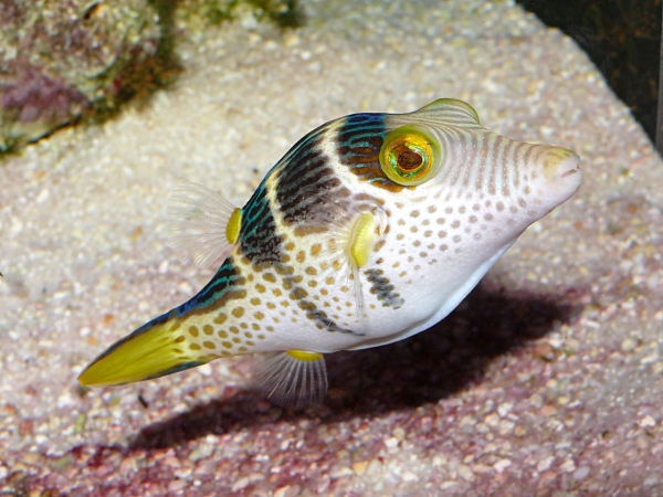 Canthigaster valentini - P1040069