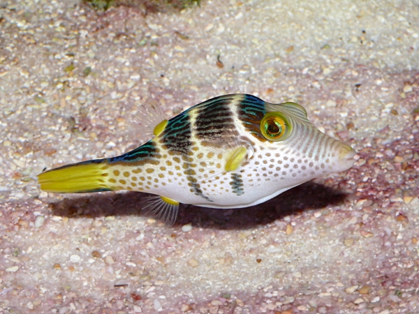 Canthigaster valentini - P1040071
