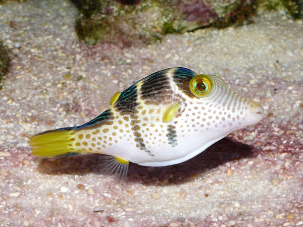 Canthigaster valentini - P1040072