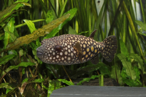 Monotrete abei - IMG_0770