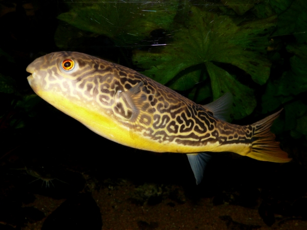 Tetraodon mbu - P1010459