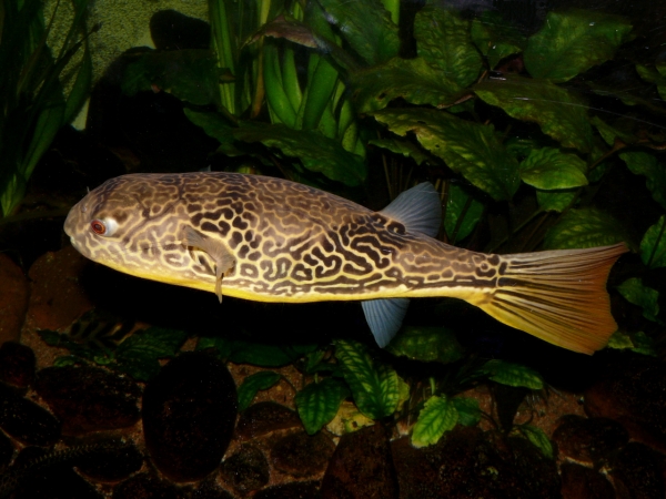 Tetraodon mbu - P1010502