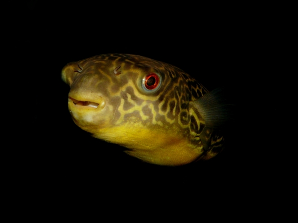 Tetraodon mbu - P1010506