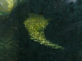 Arothron hispidus - P1000914