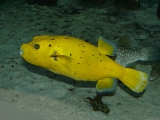 Arothron meleagris