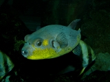 Arothron meleagris - P1010474