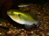 Auriglobus sp.