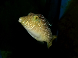 Canthigaster solandri