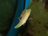 Canthigaster solandri - P1000411