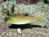 Canthigaster solandri - P1040085