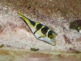 Canthigaster valentini - P1000359