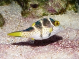 Canthigaster valentini - P1040073