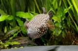 Monotrete abei - IMG_0699
