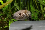 Monotrete abei - IMG_0730