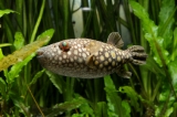 Monotrete abei - IMG_0744