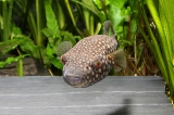 Monotrete abei - IMG_0748