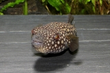 Monotrete abei - IMG_0762