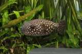 Monotrete abei - IMG_0770