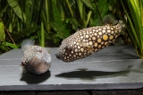 Monotrete abei - IMG_0812