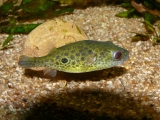 Monotrete cochinchinensis