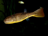 Tetraodon mbu - P1010465