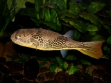 Tetraodon mbu - P1010502
