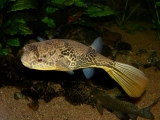 Tetraodon mbu - P1010509