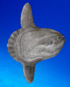 Der Mondfisch Mola mola