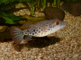 juveniler Monotrete abei