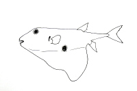 Triodon macropterus